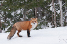 Red Fox Stock Photos. Red Fox Close-up Profile Side View In The Forest During The Winter Season Displaying Full Body And Bushy Tail In Its Environment And Habitat. Fox Image. Picture. Portrait.