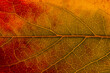 © Victor Torres/ADDICTIVE STOCK - Macro background of colorful autumn dry leaf
