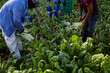 © Si And Si/ADDICTIVE STOCK - High angle of ethnic male farmers collecting fresh lettuce on field in countryside in harvest season