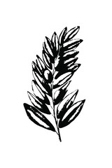  Olive leaves black and white sketch.  Vector realistic botanical sketch. Design for menu, cafe decor, oil logo.
