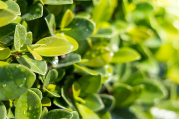 Wall Mural - Close Up green leaf under sunlight in the garden. Natural background with copy space.