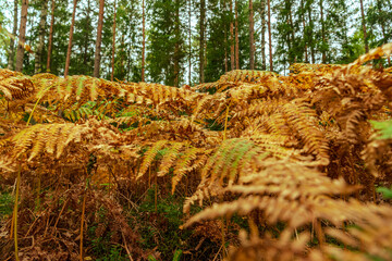 fern leaves brown and green