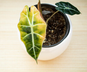 YELLOW LEAVES IN ALOCASIA POLLY AND INDOOR PLANTS