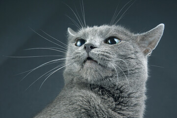 Studio portrait of a beautiful grey cat on dark background. pet mammal animal predator