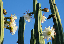 Blooming San Pedro Cactus (Latin - Trichocereus Pachanoi)