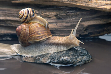 Wall Mural - snail is actively crawling in nature. mollusc and invertebrate. delicacy meat and gourmet food.