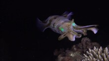 Close Up Of A Big Fin Reef Squid Hovering In Front Of The Camera At Night On A Tropical Coral Reef.