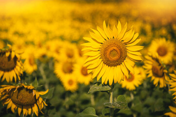 Fotomurales - Sunflower blooming in the farm with sunlight, golden fields.