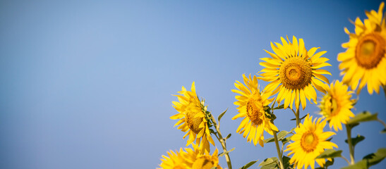 Fotomurales - Sunflower blooming in the farm with blue sky, golden fields.
