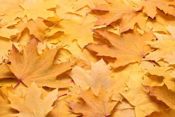 Wall Mural - Autumn yellow leaves background