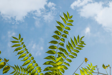 Wall Mural - Green leaves of a tree against the sky