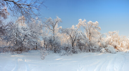 Beautiful winter landscape with snowy trees.