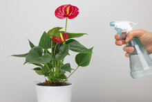 Watering Plants At Home.Close-up Anthurium Of A Home Flower And Hands With A Spray Bottle. Houseplants Care, Eco Lifestyle