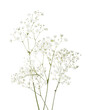 Few twigs with small white flowers of Gypsophila (Baby's-breath)  isolated on white background.
