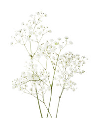 few twigs with small white flowers of gypsophila (baby's-breath) isolated on white background.