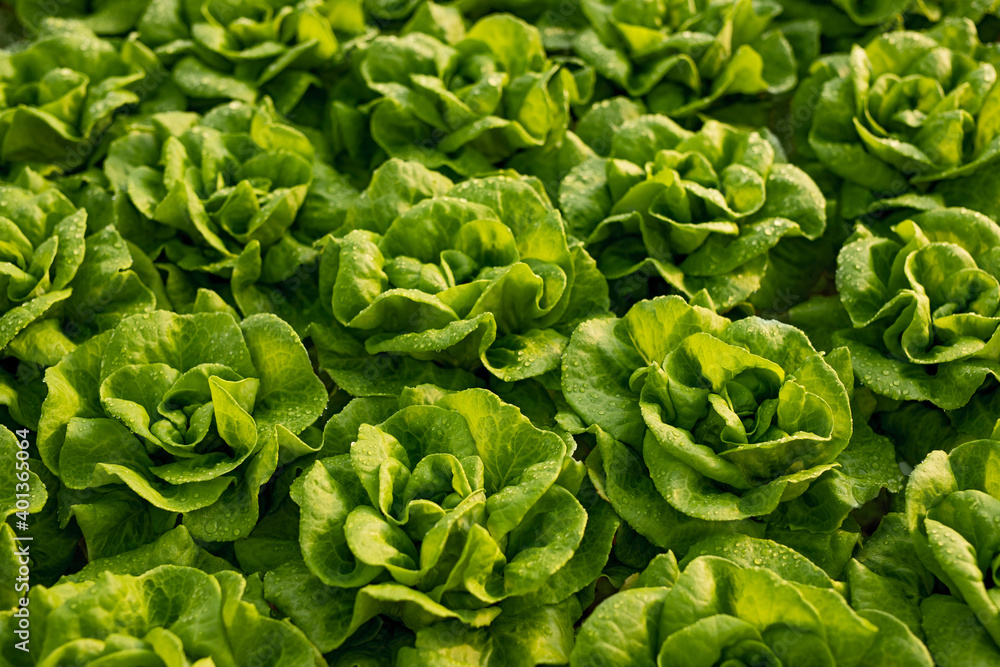 Fresh lettuce with green leaves - obrazy, fototapety, plakaty 