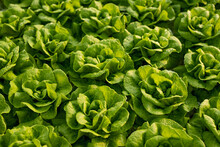 Fresh Lettuce With Green Leaves