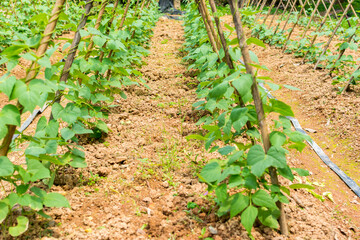 Long green bean growing in the vegetable filed with background of shelves in Shenzhen, China.