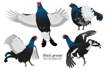 Black grouse isolated on white background. Vector illustration set