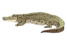 Hand Drawn Crocodile Isolated On White Background