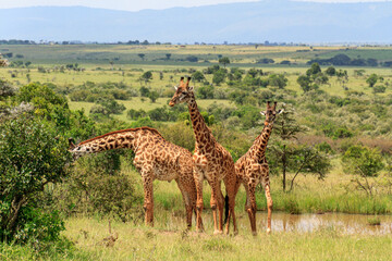 herd of giraffes at the waterhole in kenya