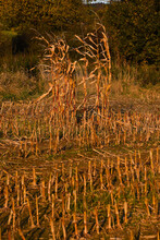 Harvested Corn Has Field With The Withered Cob Plant In Autumn