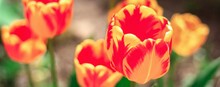 Beautiful Yellow, Orange And Red Tulips In A Flowerbed. Floral Natural Spring Banner.	