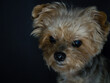 © Dani - Dog with sad look and black background. Concept abandonment, kennels, animal abuse. Copy space