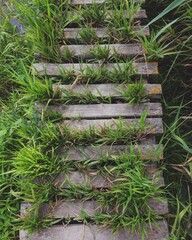 fence and grass