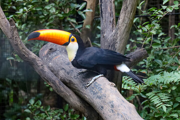 Wall Mural - The toco toucan bird on the wood tree in zoology