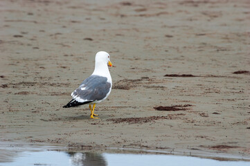 Heuglini's Gull (Larus heuglini) in Barents Sea coastal area, Russia