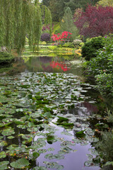 Canvas Print - Leaves on water.