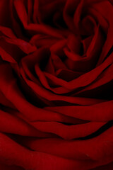 a closeup shoot of a red rose