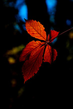 Sunlight & Shadow Highlight Backlit Autumn Leaves Of A Virginia Creeper Plant.