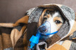 A dog in an oxygen mask, diseases and colds of animals, a pet in a blanket, inhalation with a nebulizer. Close-up photo