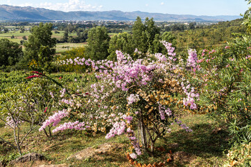 Poster - Cerisier en fleurs au lac Inle, Myanmar