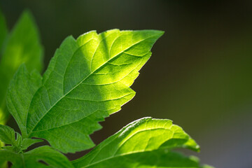 close up of green leaves