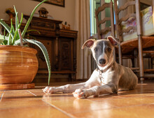 Puppy Whippet (2)