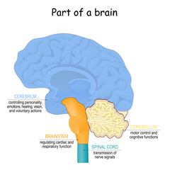 Wall Mural - brain function. Part of brain