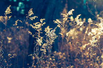 Watercolor-like winter scene with goldenrod and other dried wildflowers in a field 