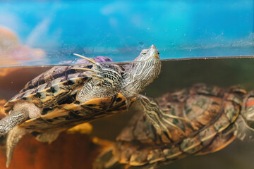 Wall Mural - Domestic red-eared turtle in the aquarium. Pond slider. Trachemys scripta.