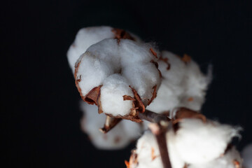 Close-up white cotton flower on a dark background. The concept of natural goods and purity.