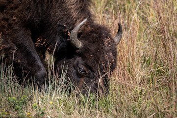Wall Mural - grazing bison