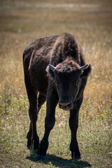 Wall Mural - young bison