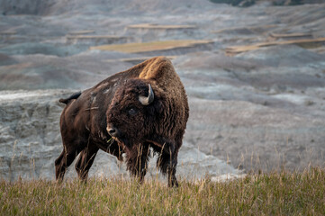 Wall Mural - magical bison in the badlands