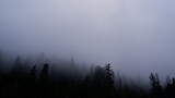 Fototapeta Na ścianę - fog with tree silhouettes in the mountains