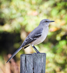 Wall Mural - Mockingbird on fence post