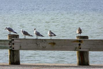 Wall Mural - Seagulls at the seashore