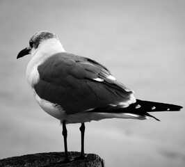 Wall Mural - Seagull standing on post overlooking water