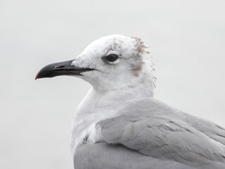 Wall Mural - Seagull close up